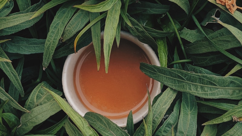 ルイボスティーはお茶？紅茶？違いをやさしく解説｜原料・味・カフェインまでわかる完全ガイド